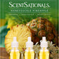 ScentSationals Honeysuckle Pineapple Fragrance Oil Plug In Air Freshener Refills 3-Pack - Works w/ Scentsationals Wall Plugs - Packaging May Vary