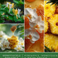 ScentSationals Honeysuckle Pineapple Fragrance Oil Plug In Air Freshener Refills 3-Pack - Works w/ Scentsationals Wall Plugs - Packaging May Vary