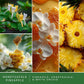 Scentsationals Wax Melts, Wax Cubes Strong Scent - Honeysuckle Pineapple - Long Lasting Scented Melts for Warmer - 10oz (PACK OF 4)