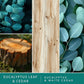 ScentSationals Eucalyptus Leaf & Cedar Fragrance Oil Plug In Air Freshener Refills 3-Pack - Works w/ Scentsationals Wall Plugs - Packaging May Vary