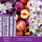 ScentSationals Magic Spell Fragrance Oil Plug In Air Freshener Refills 3-Pack - Works w/ Scentsationals Wall Plugs - Packaging May Vary