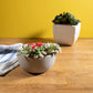Scentsationals Wax Warmer Boho Collection, Scented Wax Cube Melter, Electric Fragrance and Oil Burner -  (Succulent Bowl)