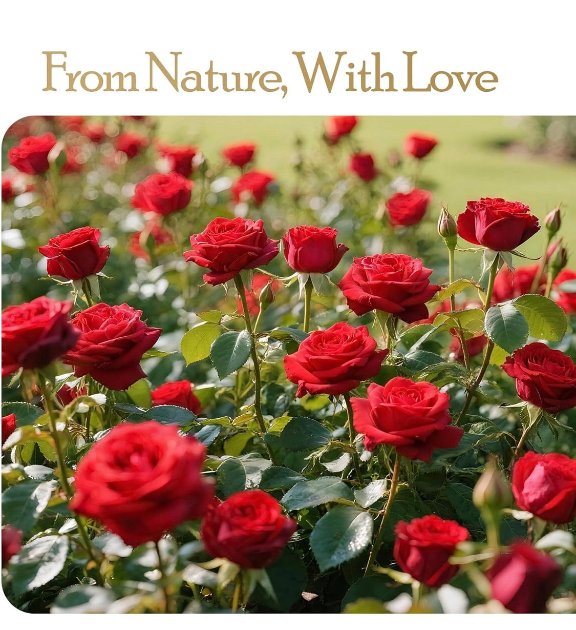 Elegant Preserved Flowers (16) Roses - For All Special Occasions - Passionate Red